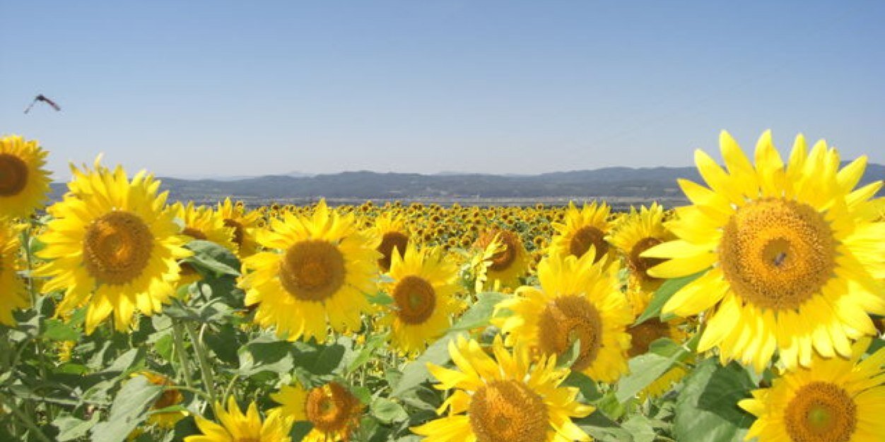 midsummerrr's profile banner image