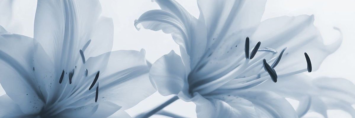venus's banner