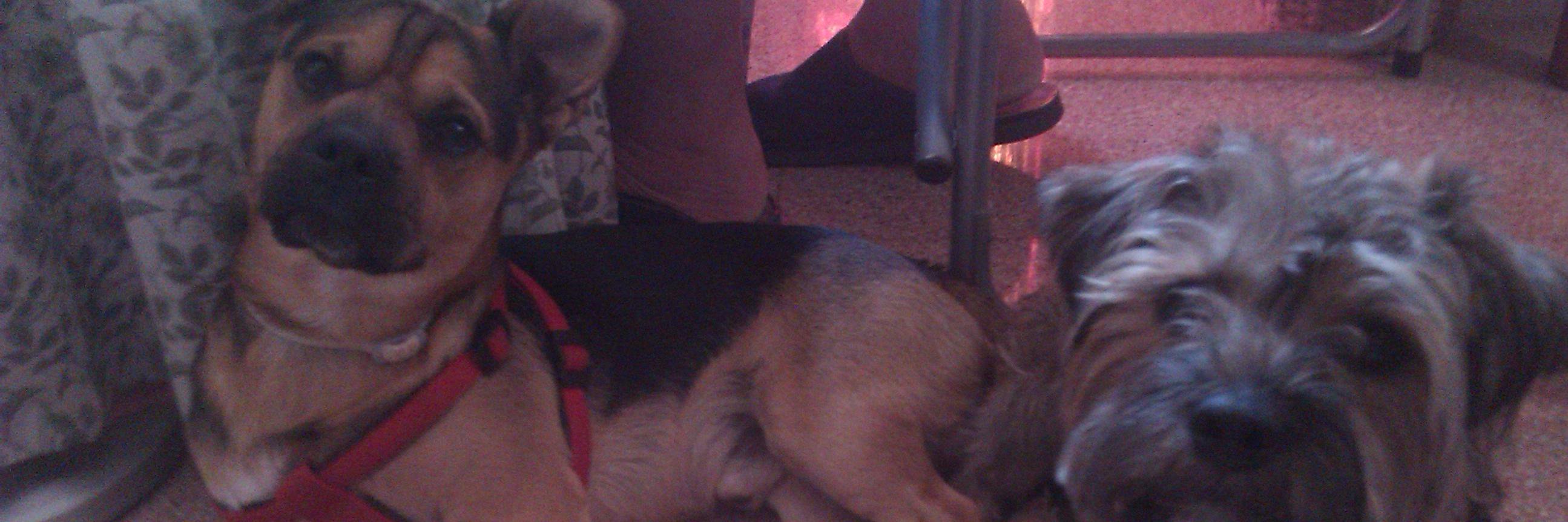 Tere banner