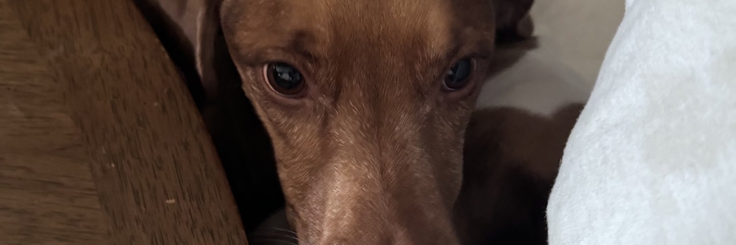 RG | Slothify7🦥 banner