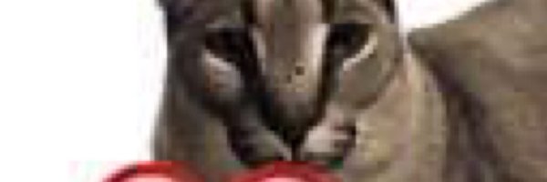 Bindingbae Profile Banner