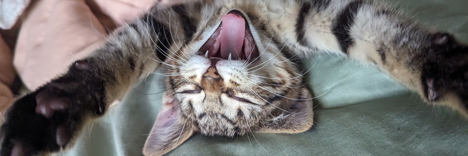 🤍🩷Gabby🩷🤍 banner