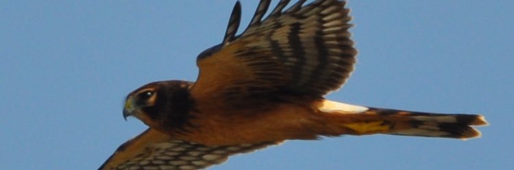 Graham Sorrie banner