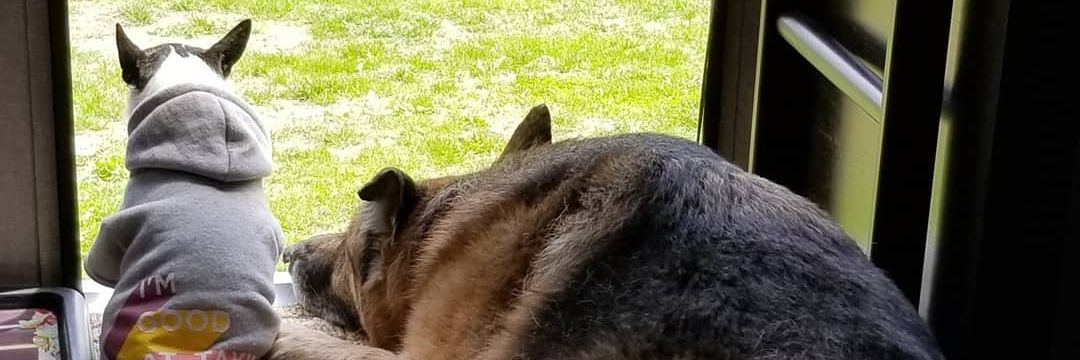 Moondoggy🇨🇦❤🇨🇦 banner