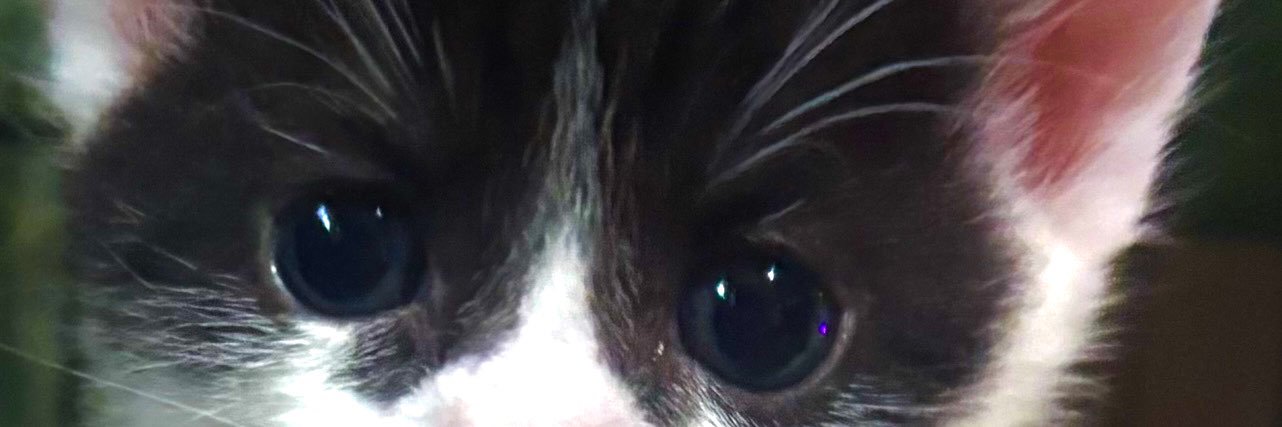 🎵 DJ Wildcat 🎵 banner