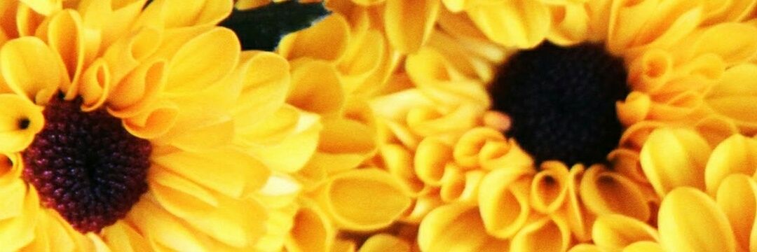 scarpatramis's profile banner image
