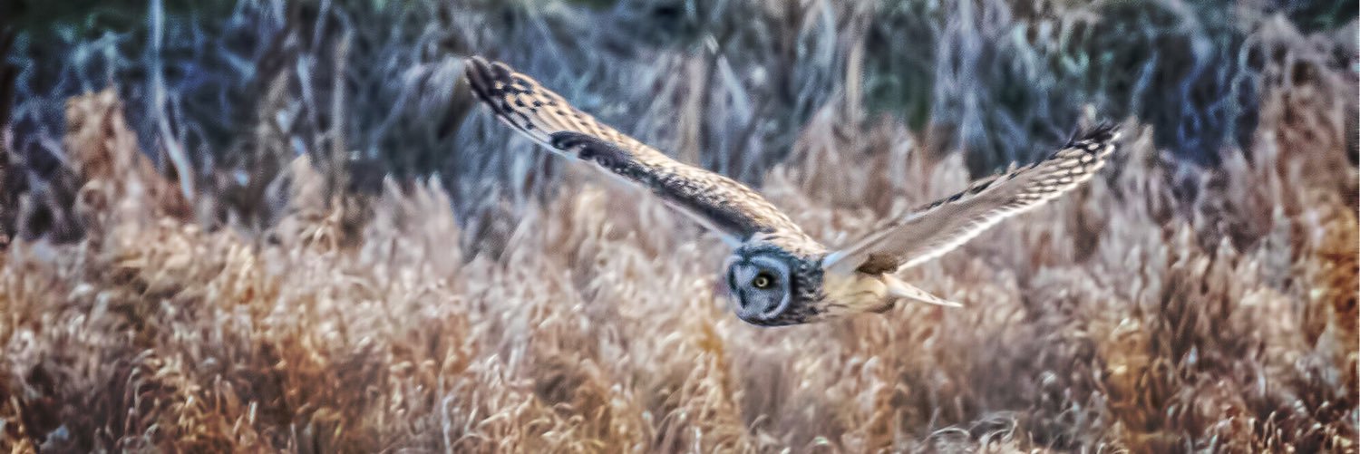 Marie Cederkrok banner