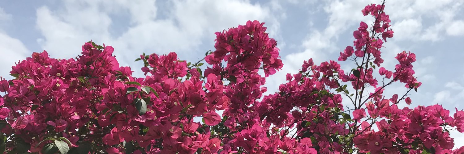 luizaweberf's profile banner image
