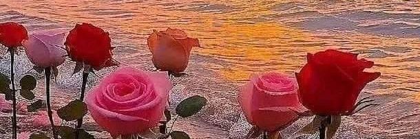Petals, Colors & Serenity's banner