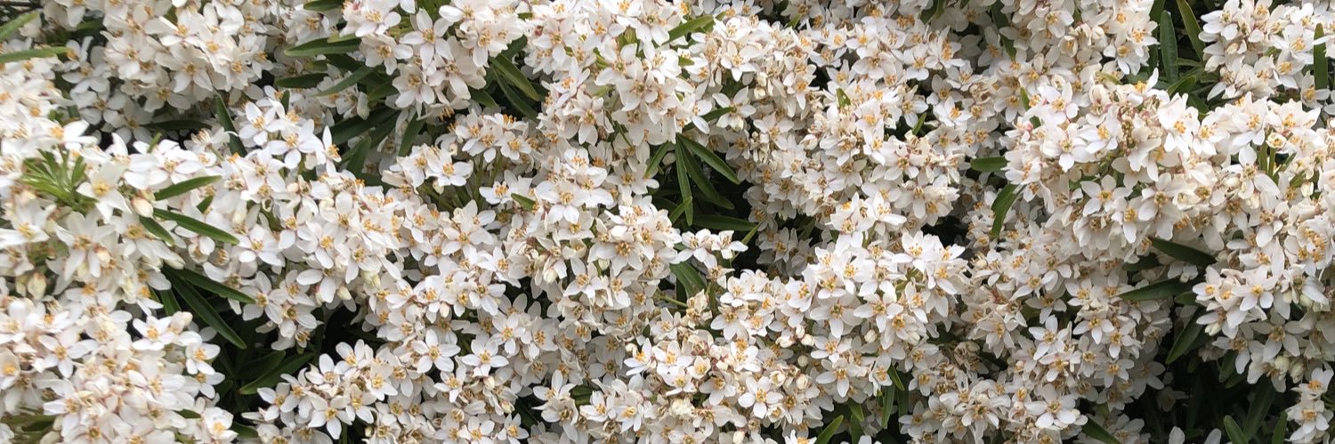 Frog Princess 🐸 banner