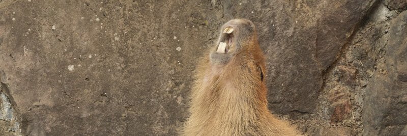 largest rodent's banner