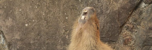 capybaroness Profile Banner