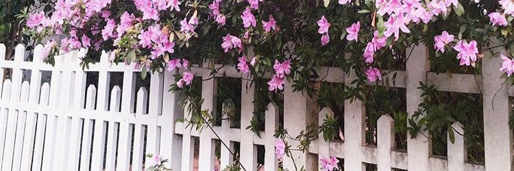 vitifiuzza's profile banner image
