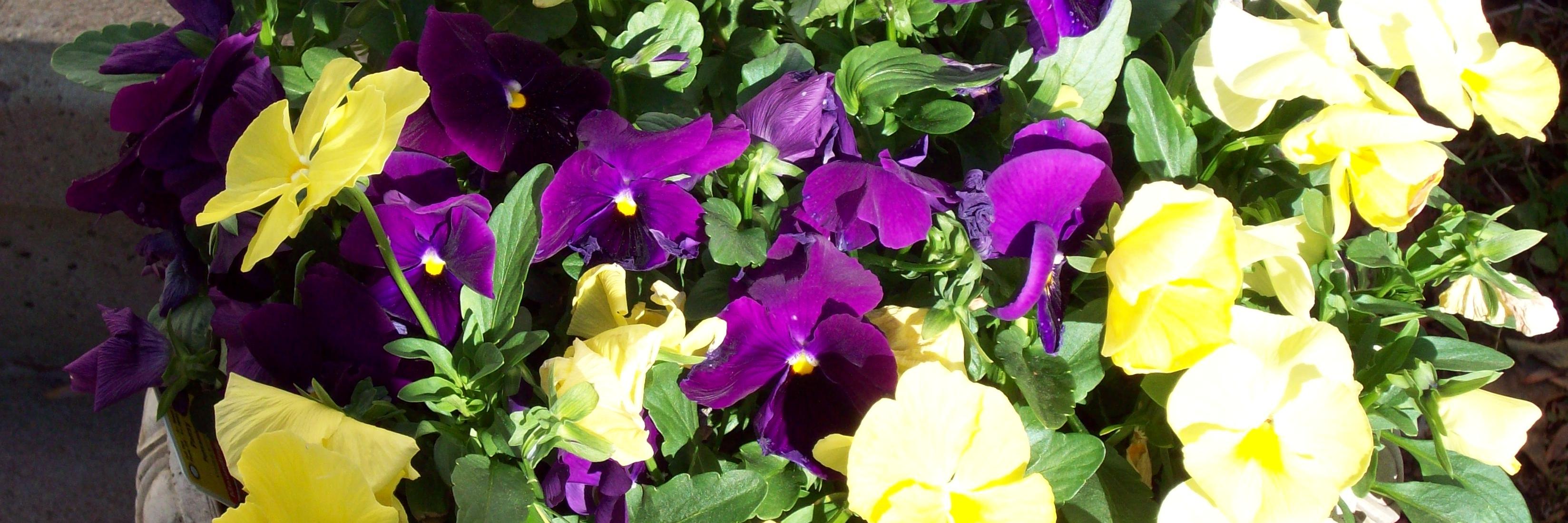 Phoeni1's profile banner image