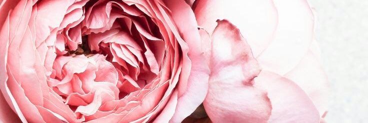fivechic's profile banner image