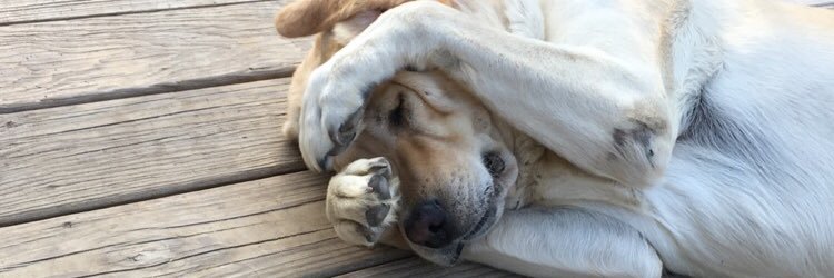 lucyyhaleworld's profile banner image