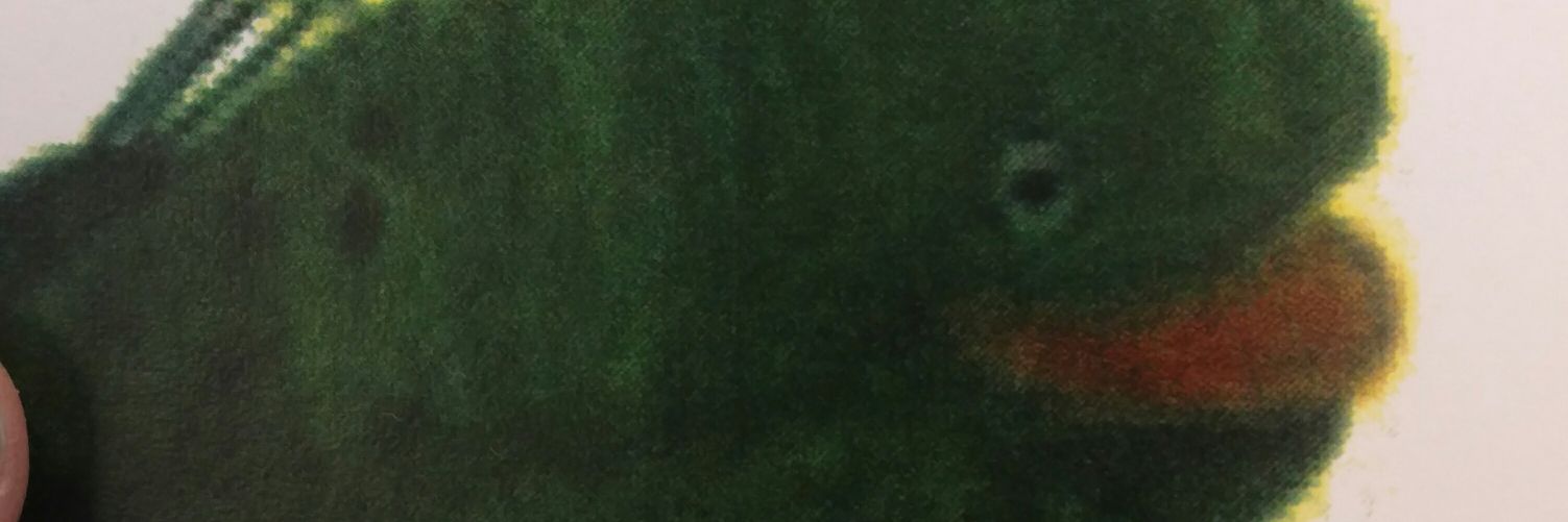 KadenFin's profile banner image