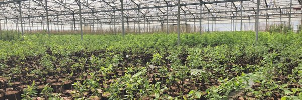 RootPouch Profile Banner