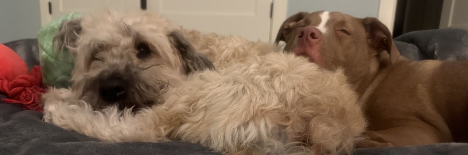 littlemsmaddy's profile banner image