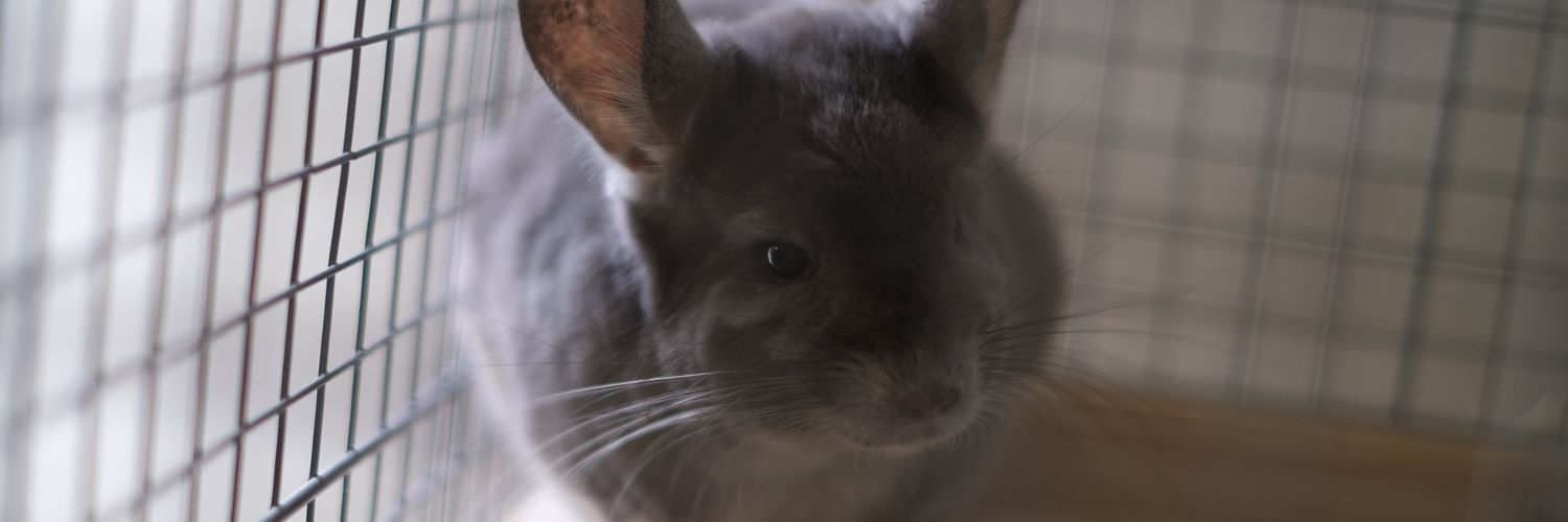 ろめ*🐁🫧 banner