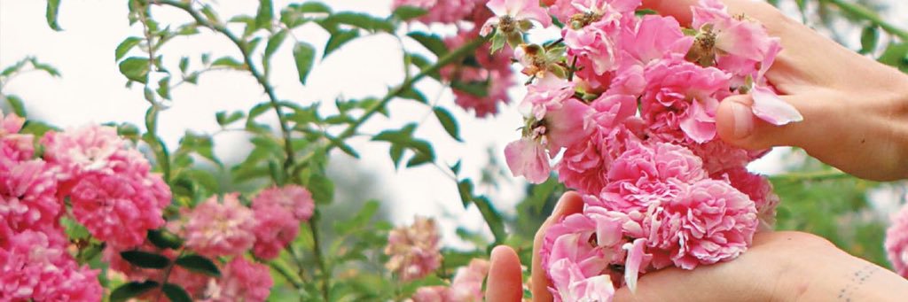 Lisa_Mallory's profile banner image