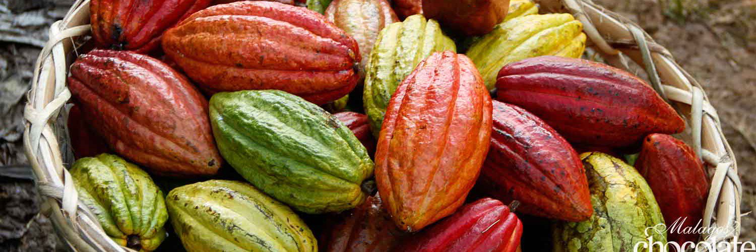 Malagos Chocolate banner