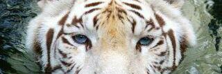 airani_shefa's profile banner image