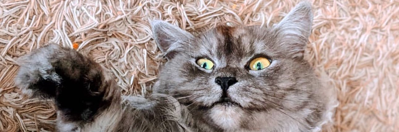 Syd 💗🫶😽 banner