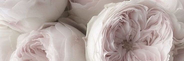 avanotvas's profile banner image