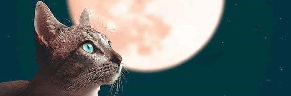 MTati21's profile banner image
