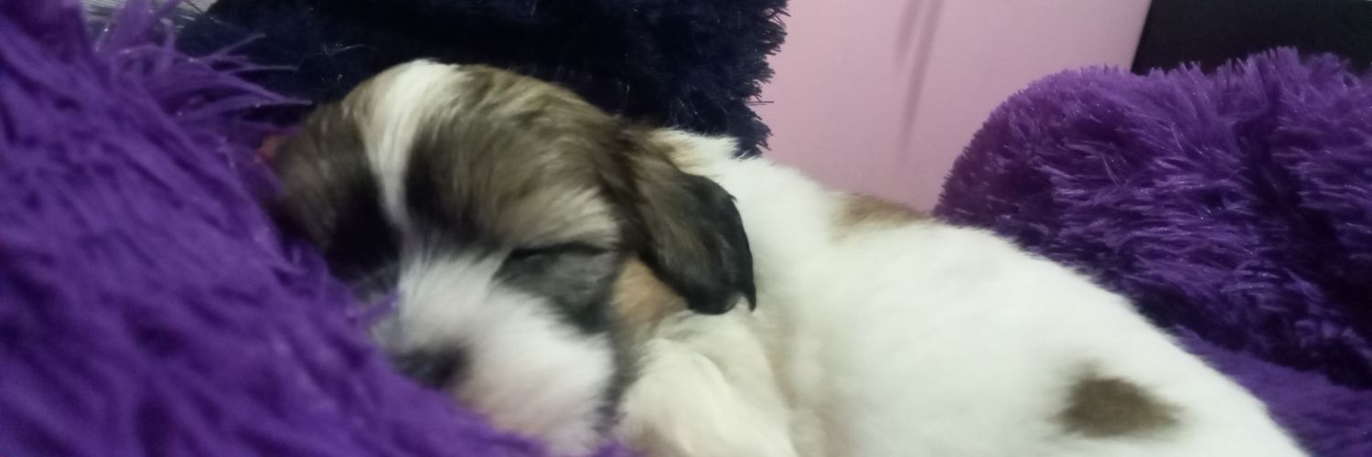 NataliaRod1101's profile banner image