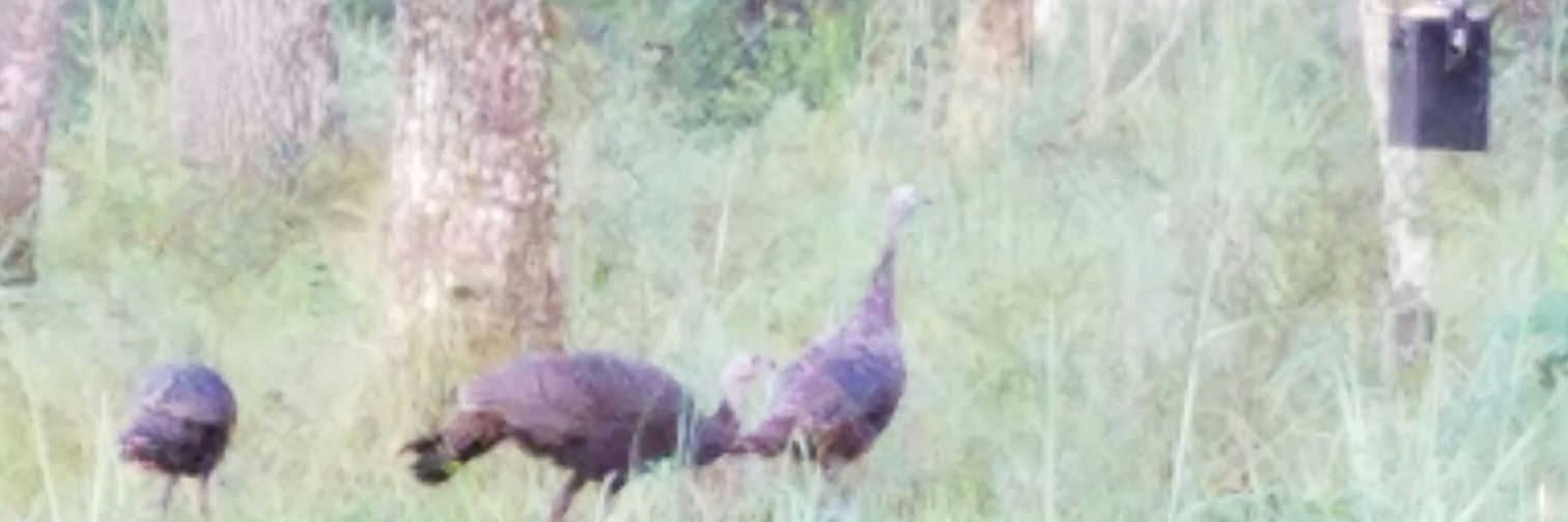 browning201's profile banner image