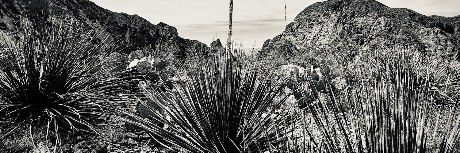 sorellemark's profile banner image