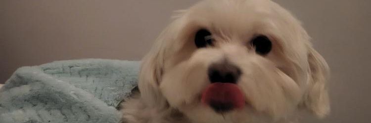 Space Invader banner