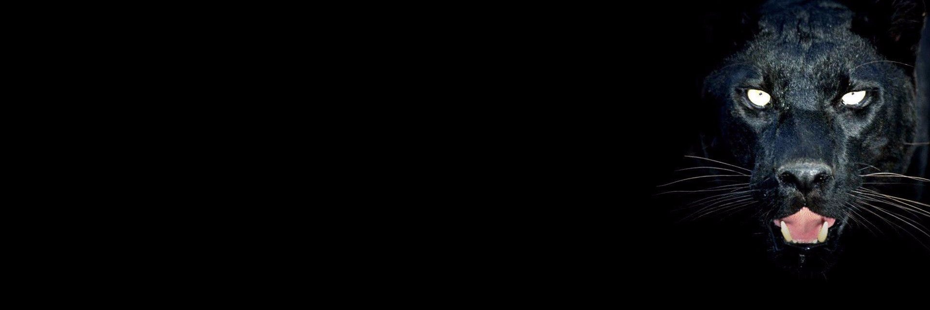 Ryan Sparrock banner
