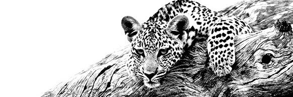i_kosmos's profile banner image