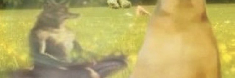 chadecamomilaa_'s profile banner image