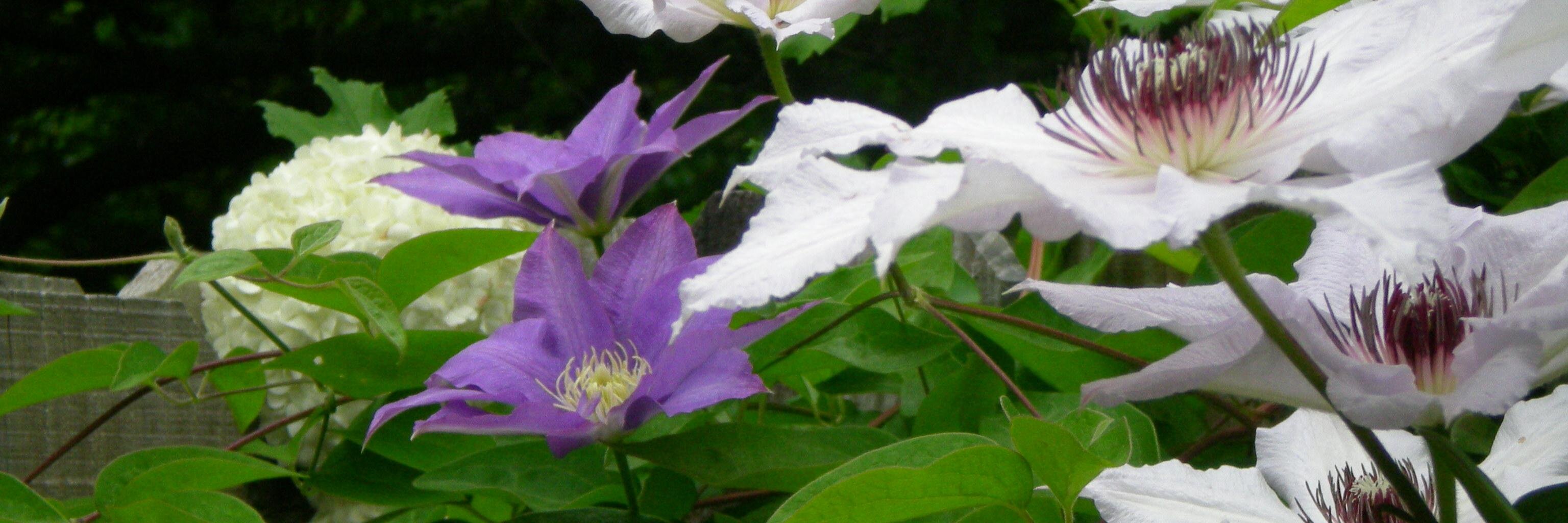 lrbrodeur's profile banner image