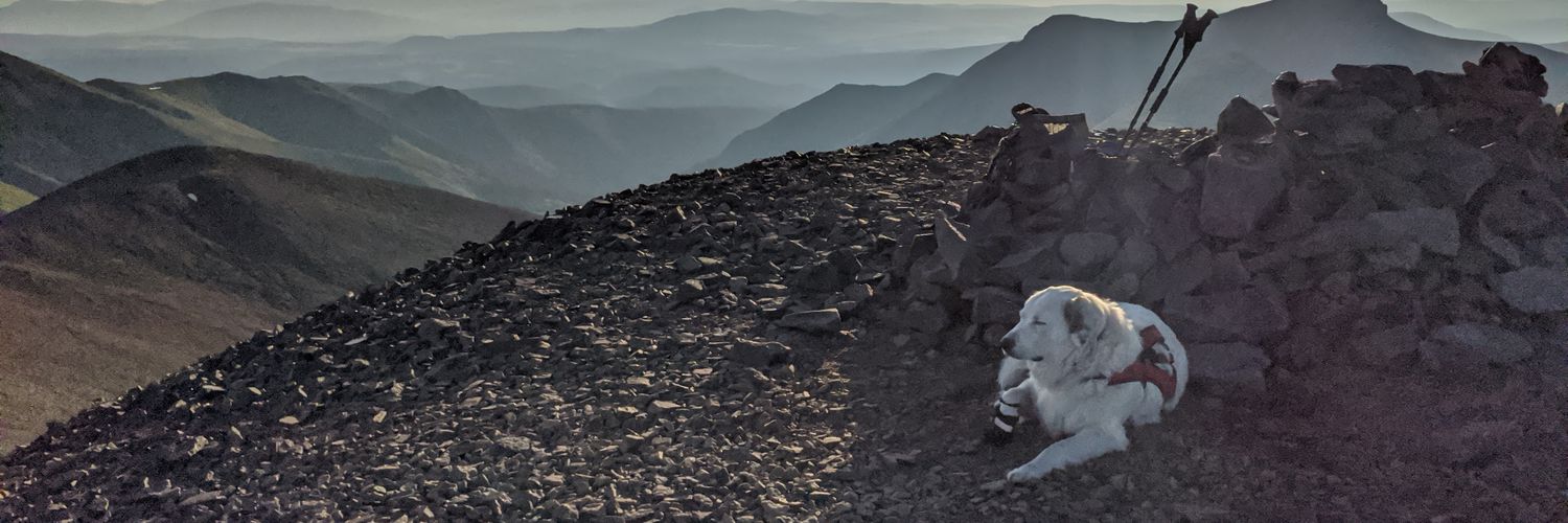 thebeardedtrevor banner