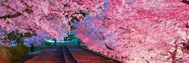 mirroredsakura's profile banner image