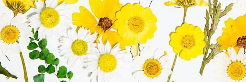 Gissella_rc's profile banner image
