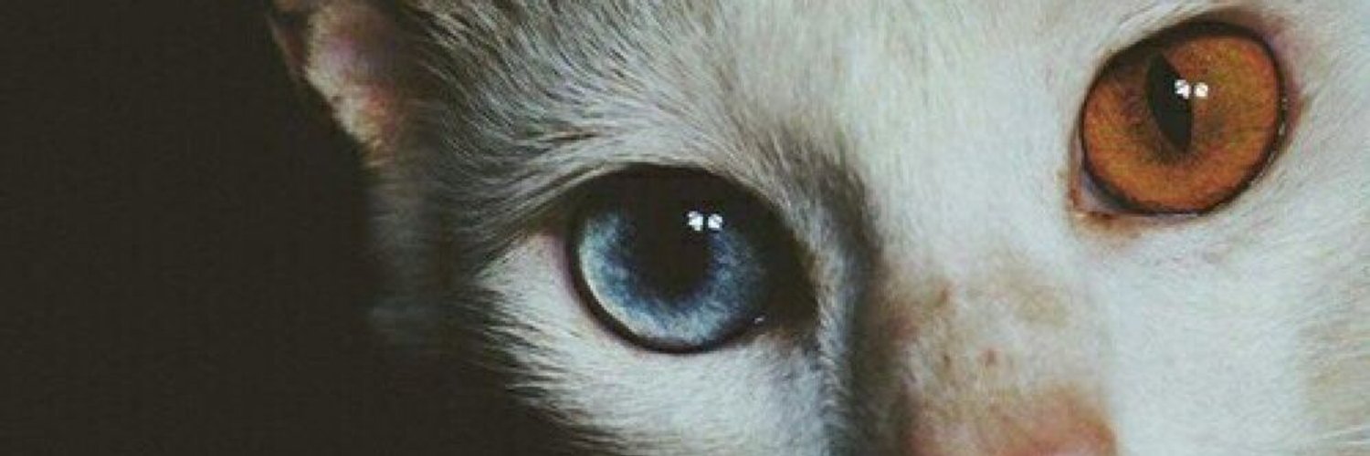 AranchaRayo's profile banner image