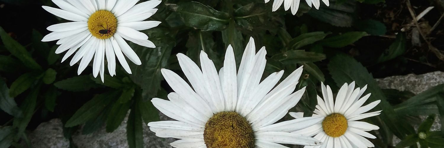 queporrAle's profile banner image