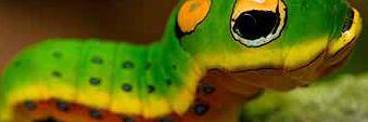 kamillagon's profile banner image