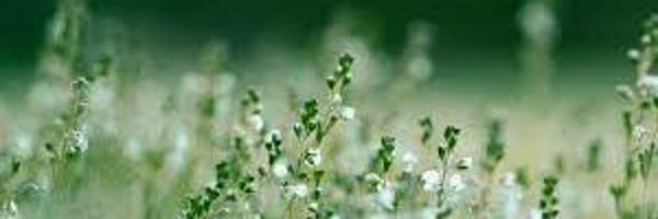 Tash_OT Profile Banner