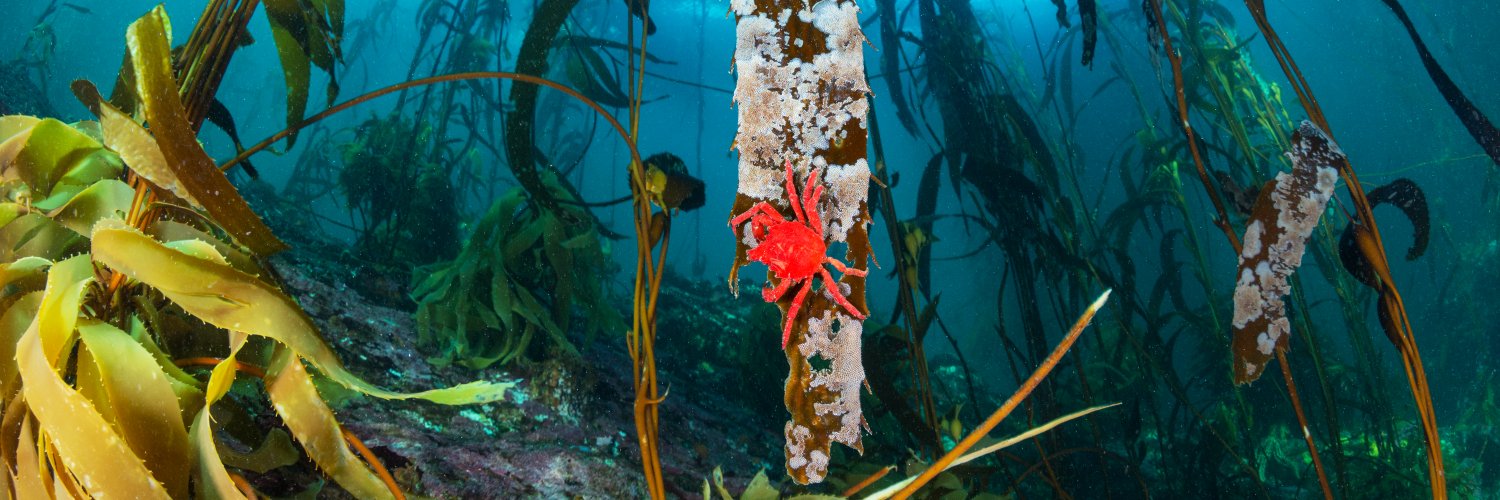 Fundación Patagonia Azul 🇨🇱 banner
