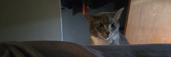 bearsachef Profile Banner