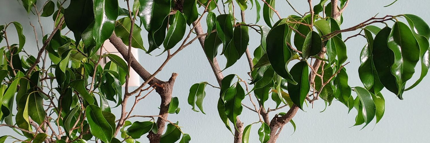 Zupa zino banner