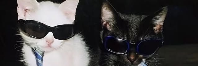 eloise banner