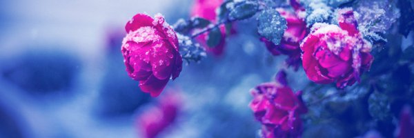 PROCLlVITAE Profile Banner